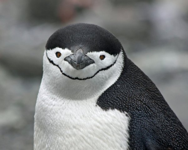 Gentoo or Chinstrap? What do you think?