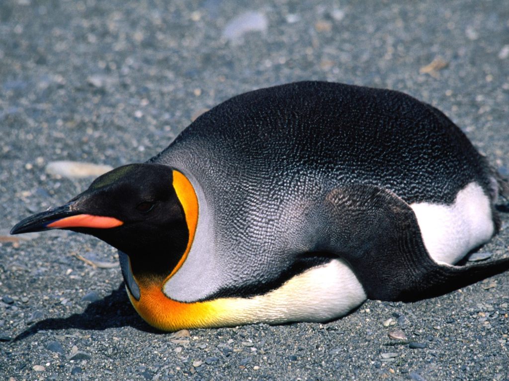 The King Penguin, relaxing.