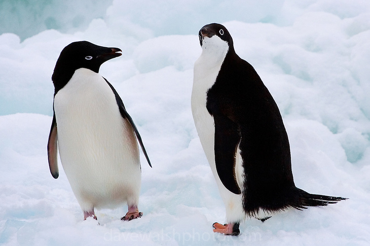 Adelie Penguins